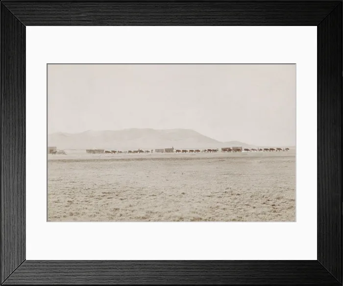 Framed Print : A freight wagon train travels across flat Texas land with mountains in the distance, 1886 Framed Print : A freight wagon train travels across flat Texas land with mountains in the distance, 1886