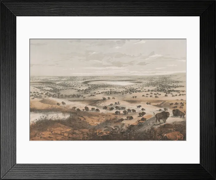 Framed Print : A herd of hundreds of American bison extends to the horizon on the Great Plains, near Lake Jessie, North Dakota, ca. 1855