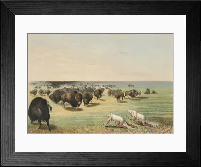 Framed Print : Native American hunters approach buffalos disguised as foxes. Bison have a strong sense of smell, but weak vision Framed Print : Native American hunters approach buffalos disguised as foxes. Bison have a strong sense of smell, but weak vision