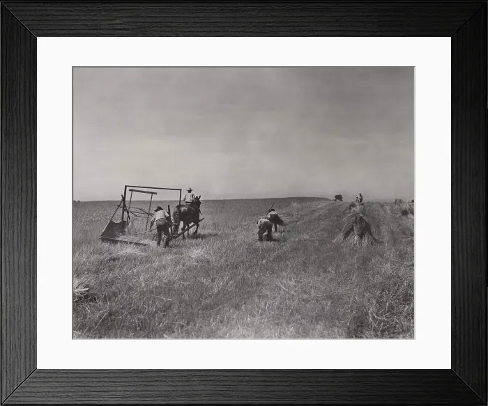 Framed Print : The International Harvester Company recreated this scene of farmers working with the 1831 McCormick horse-drawn reaper. Six men are at work Framed Print : The International Harvester Company recreated this scene of farmers working with the 1831 McCormick horse-drawn reaper. Six men are at work