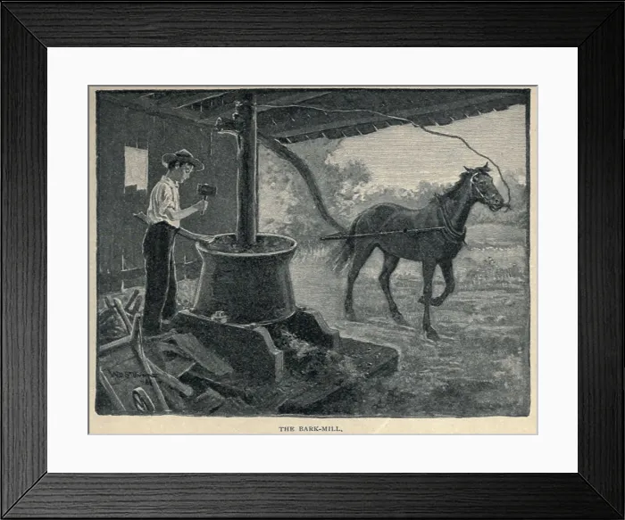 Framed Print : The Bark Mill. Young Grant's special work in his father's tannery was feeding bark into the bark mill, while keeping the horse moving to turn the mill (BSLOC_2018_10_6)