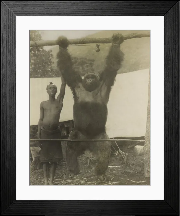 Framed Print : African man standing with gorilla hanging from its tied wrists was probably captured for zoo, ca. 1910-1930