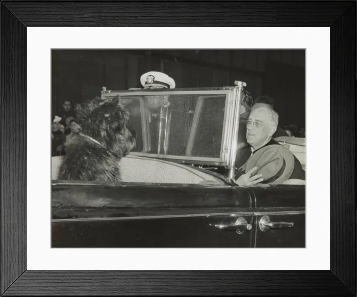 Framed Print : President Roosevelt's dog, Fala, looking at FDR during the national anthem, in New York City where the President campaigned for his 4th term in the day long rain of Oct Framed Print : President Roosevelt's dog, Fala, looking at FDR during the national anthem, in New York City where the President campaigned for his 4th term in the day long rain of Oct