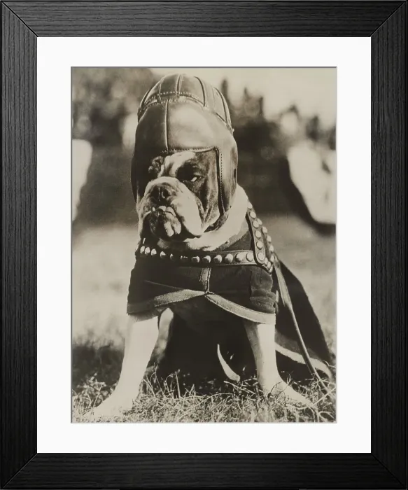 Framed Print : Jiggs, the famous mascot of the Quantico Marines, dressed in his football regalia in Philadelphia, Nov. 8, 1930