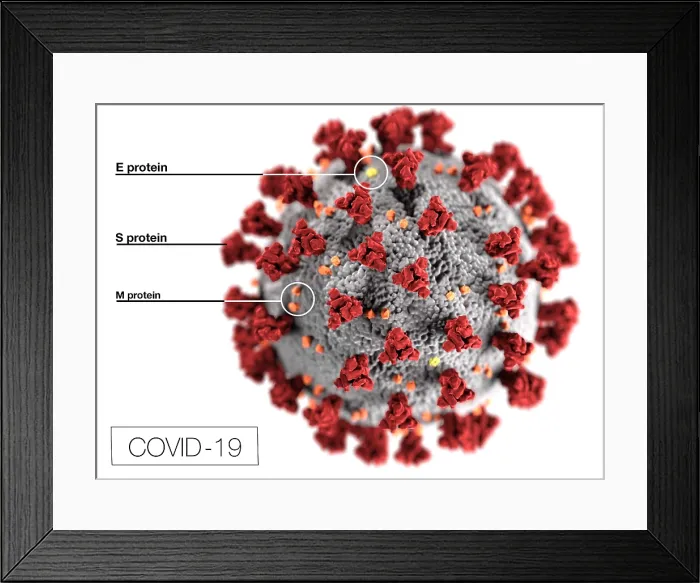 Framed Print : Novel Coronavirus SARS-CoV-2, causes coronavirus disease-2019, abbreviated as COVID-19. An illustration shows the spikes on the virus outer surface