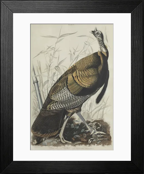 Framed Print : Great American Wild Turkey Cock Male, was Plate 1 in Birds of American, published as a series between 1827 and 1838, in Edinburgh and London Framed Print : Great American Wild Turkey Cock Male, was Plate 1 in Birds of American, published as a series between 1827 and 1838, in Edinburgh and London