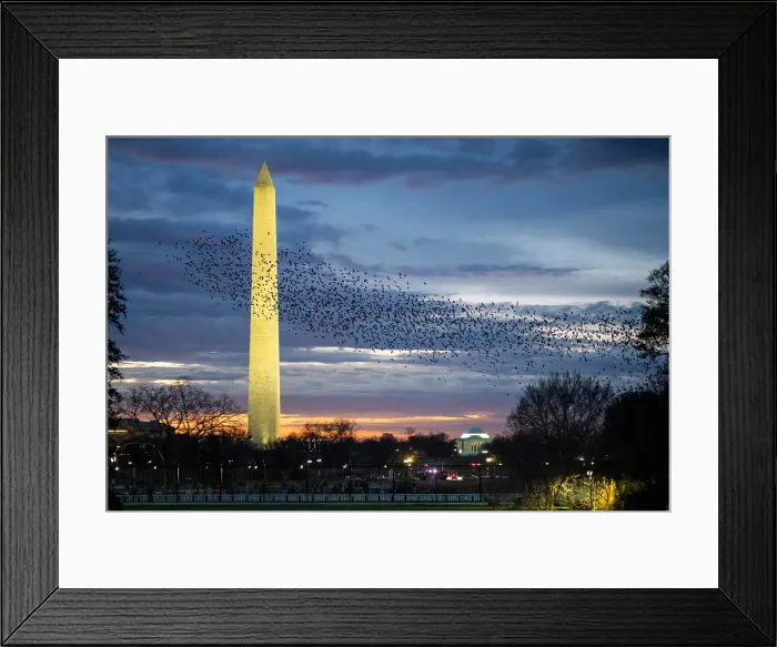 Framed Print : Flocks of birds take off from the White House South Lawn as Marine One departs at sunrise, Dec. 17, 2021 Framed Print : Flocks of birds take off from the White House South Lawn as Marine One departs at sunrise, Dec. 17, 2021