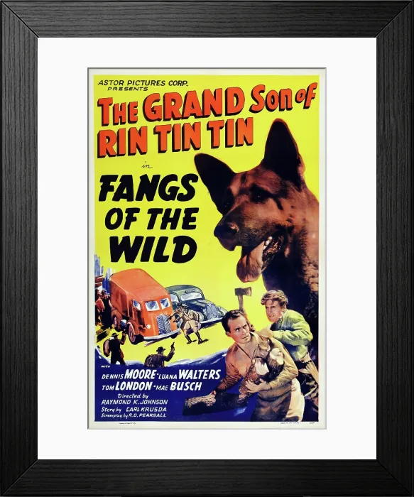 Framed Print : FANGS OF THE WILD, US poster art, top right: Rin Tin Tin Jr.; bottom, second right: Dennis Moore, 1939