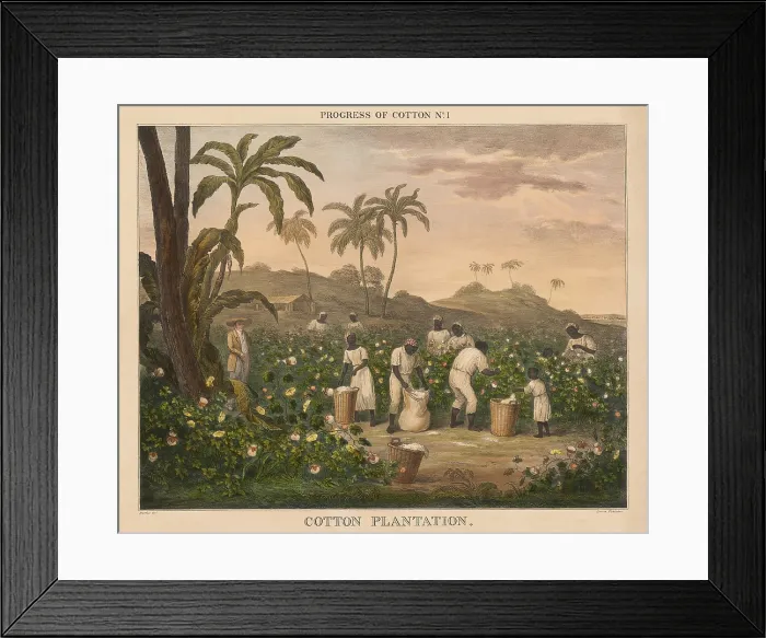 Framed Print : British 1840s depiction the Progress of Cotton, by Richard Barfoot, 1 of 12. Enslaved African Americans of all ages, harvest the cotton