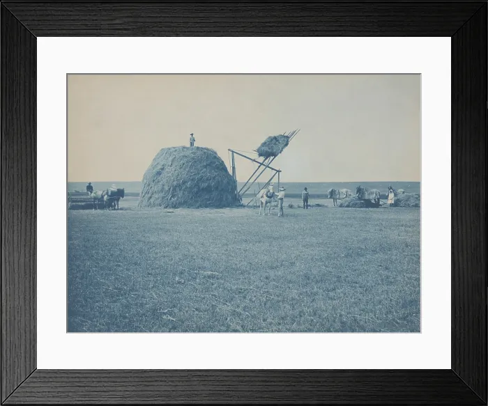 Framed Print : Haying on the Riverside Farm, Huron, South Dakota, 1898. Midwest farmers stacking hay with a catapult