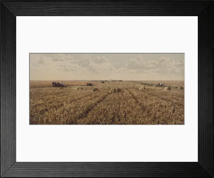 Framed Print : Panoramic view of wheat fields in the American Midwest, c. 1900. Three horse-drawn reaper-binders, operate in tandem to cut and bundle grain stems on a large field