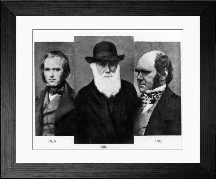 Framed Print : Charles Darwin (1809-1882), at age 31 in 1840 (L), age 72 in 1881 (M), age 45 in 1854 (R). Courtesy: CSU Archives / Everett Collection Framed Print : Charles Darwin (1809-1882), at age 31 in 1840 (L), age 72 in 1881 (M), age 45 in 1854 (R). Courtesy: CSU Archives / Everett Collection