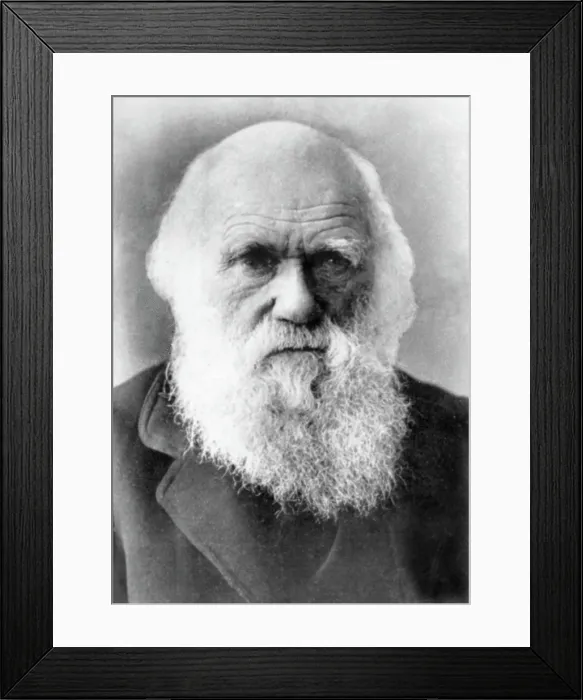 Framed Print : Charles Darwin (1809-1882), circa 1870s-1980s. Courtesy: CSU Archives / Everett Collection Framed Print : Charles Darwin (1809-1882), circa 1870s-1980s. Courtesy: CSU Archives / Everett Collection