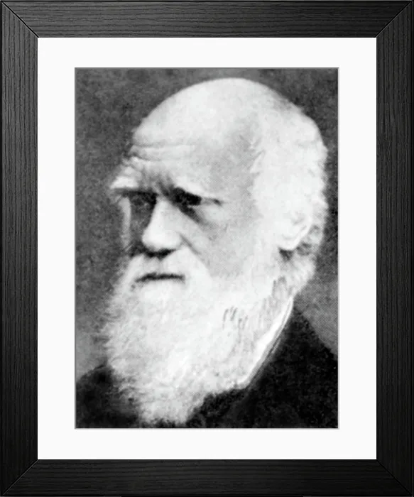 Framed Print : Charles Darwin (1809-1882), circa 1870s-1980s. Courtesy: CSU Archives / Everett Collection Framed Print : Charles Darwin (1809-1882), circa 1870s-1980s. Courtesy: CSU Archives / Everett Collection