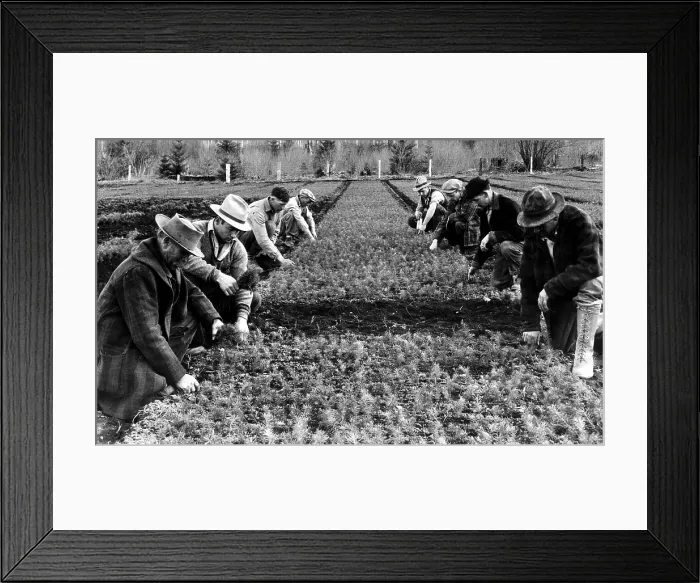 Framed Print : The reforestation army at work at the Wind River, Washington nursery, pulling up 2 year old Douglas fir trees to be shipped to various locations for transplanting