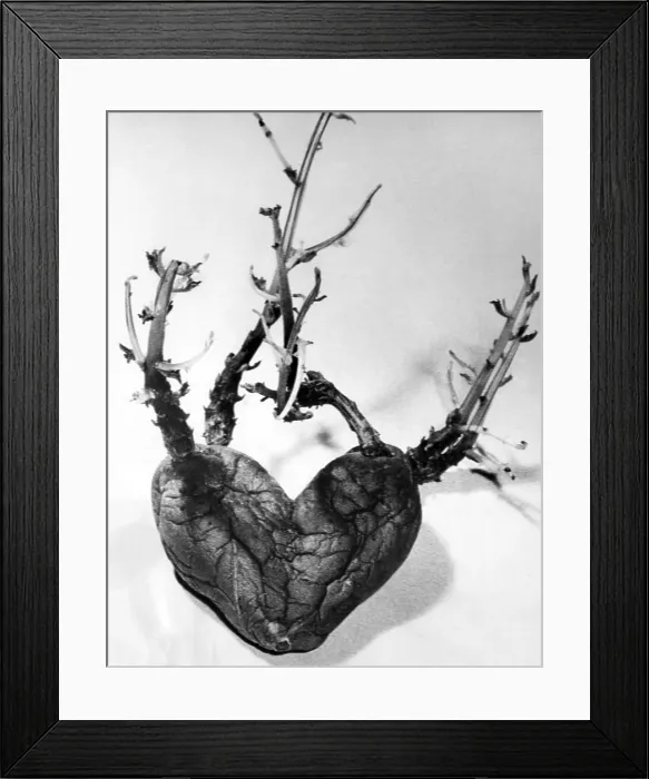 Framed Print : This strange shaped potato was discovered in the vegatable bin of Mrs. Berta Norberg of Segletorp, Sweden. It even sprouted 'veins' and 'arteries'. 8 / 17 / 59