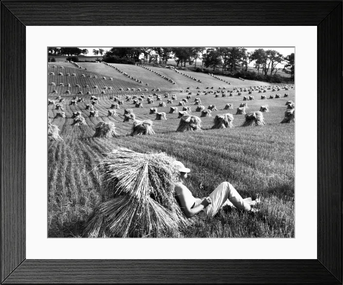 Framed Print : A man lounges around in a wheat field. Date unknown. Courtesy of CSU Archives / Everett Collection Framed Print : A man lounges around in a wheat field. Date unknown. Courtesy of CSU Archives / Everett Collection