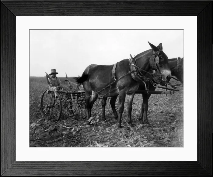 Framed Print : A man plows cotton in Texas. Courtesy of CSU Archives / Everett Collection Framed Print : A man plows cotton in Texas. Courtesy of CSU Archives / Everett Collection