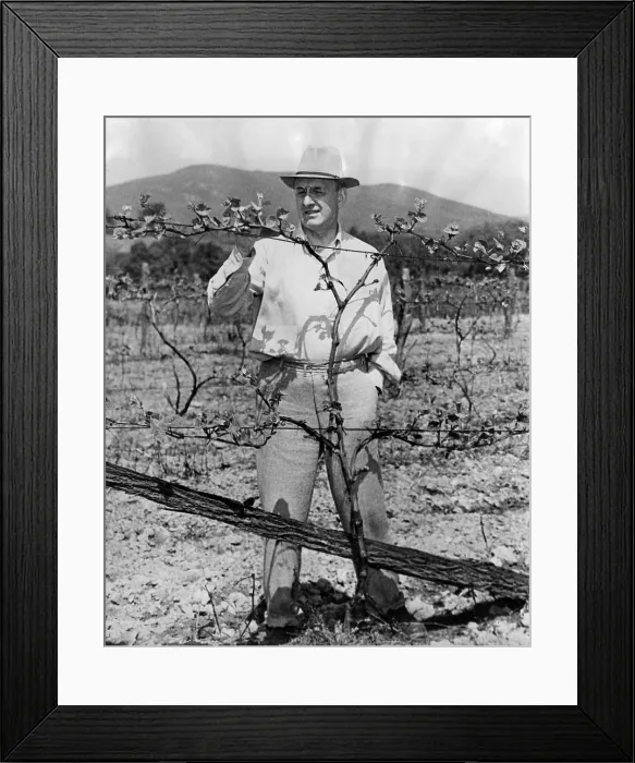 Framed Print : Henry Morgenthau Jr. (Secretary of the Treasury) at his vinyard in Wiccopee, New York, May 17, 2944. Courtesy: CSU Archives / Everett Collection Framed Print : Henry Morgenthau Jr. (Secretary of the Treasury) at his vinyard in Wiccopee, New York, May 17, 2944. Courtesy: CSU Archives / Everett Collection