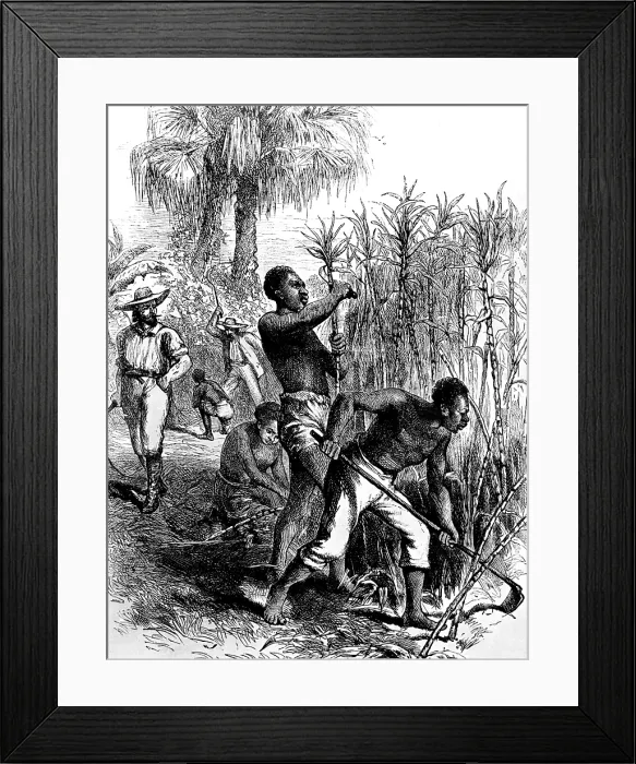 Framed Print : Slaves harvesting sugar cane. Courtesy: CSU Archives  /  Everett Collection