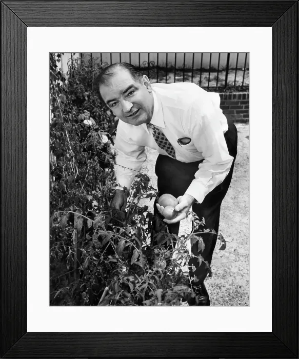 Framed Print : Senator Joseph McCarthy picks tomatoes from the garden at his home in Washington, 1954. Courtesy: CSU Archives / Everett Collection