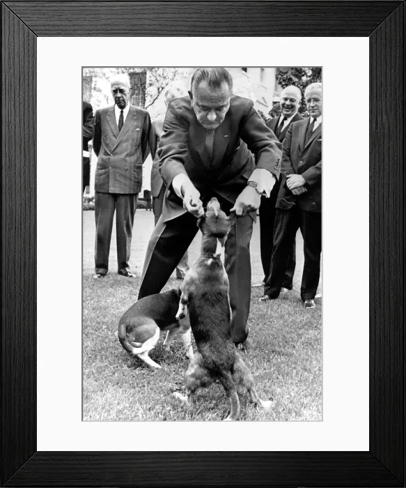 Framed Print : President Lyndon Johnson pulling the ears of the White House beagles, 1964. Courtesy: CSU Archives  /  Everett Collection