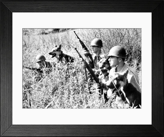 Framed Print : Korean War: Soldiers with dogs from 26th Infantry Scout Dog Platoon, Korea, 06-26-51.. Courtesy: CSU Archives / Everett Collection Framed Print : Korean War: Soldiers with dogs from 26th Infantry Scout Dog Platoon, Korea, 06-26-51.. Courtesy: CSU Archives / Everett Collection