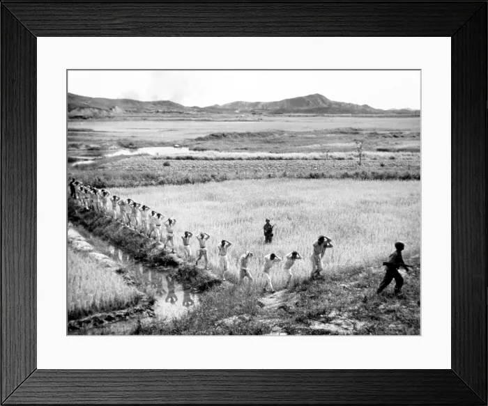 Framed Print : Korean War: U.S. Marines taking North Koreaan soldiers prisoner, Korea, 1951.. Courtesy: CSU Archives / Everett Collection Framed Print : Korean War: U.S. Marines taking North Koreaan soldiers prisoner, Korea, 1951.. Courtesy: CSU Archives / Everett Collection