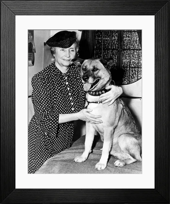Framed Print : EV1845 - Helen Keller with the seeing eye dog, Kanzan Go, that was presented to her by the Japanese State Department, July 1939. Courtesy: CSU Archives  /  Everett Collection
