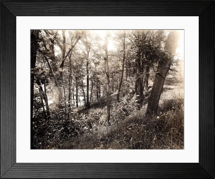 Framed Print : A picture of the forest in 1925, caption reads 'Phoenix Park before improvement.'. Courtesy: CSU Archives  /  Everett Collection