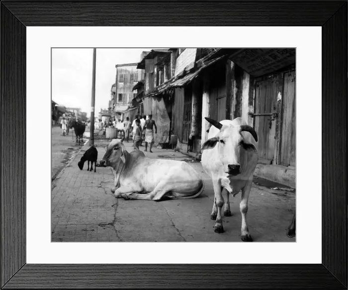 Framed Print : Two sacred cows shown on a walk in a poorer section of Calcutta, India, ca. 1947. Courtesy: CSU Archives / Everett Collection