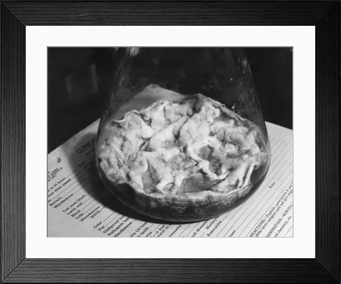 Framed Print : Closeup of Penicillin mold in the bottom of a flask, circa 1943. Courtesy: CSU Archives / Everett Collection Framed Print : Closeup of Penicillin mold in the bottom of a flask, circa 1943. Courtesy: CSU Archives / Everett Collection