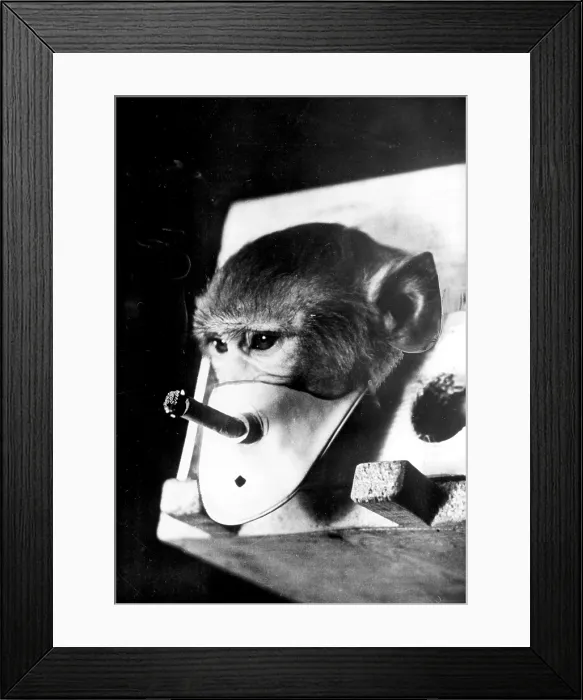 Framed Print : Rhesus monkey being forced to smoke: he is participating in Russian smoking and health research, 1967. Courtesy: CSU Archives  /  Everett Collection