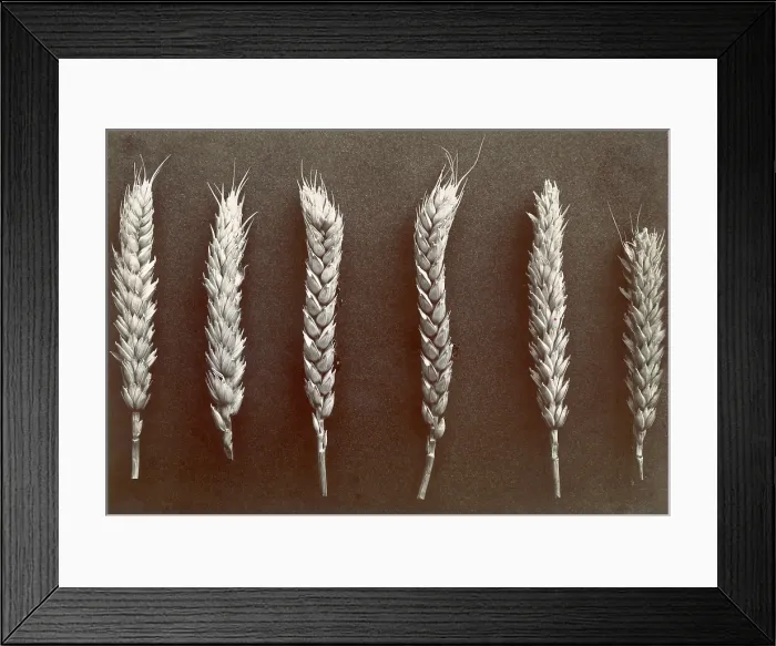 Framed Print : Wheat. Courtesy: CSU Archives  /  Everett Collection