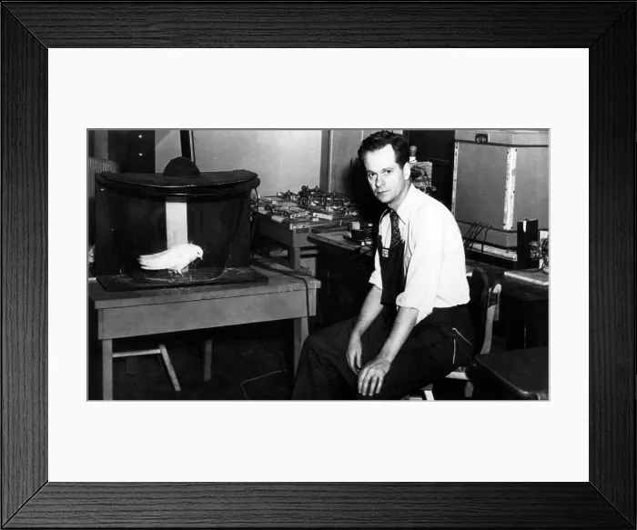 Framed Print : American psychologist and author B.F. Skinner, demonstrating his new discovery Operant Conditioning of a Pigeon, 1948.. Courtesy: CSU Archives / Everett Collection Framed Print : American psychologist and author B.F. Skinner, demonstrating his new discovery Operant Conditioning of a Pigeon, 1948.. Courtesy: CSU Archives / Everett Collection
