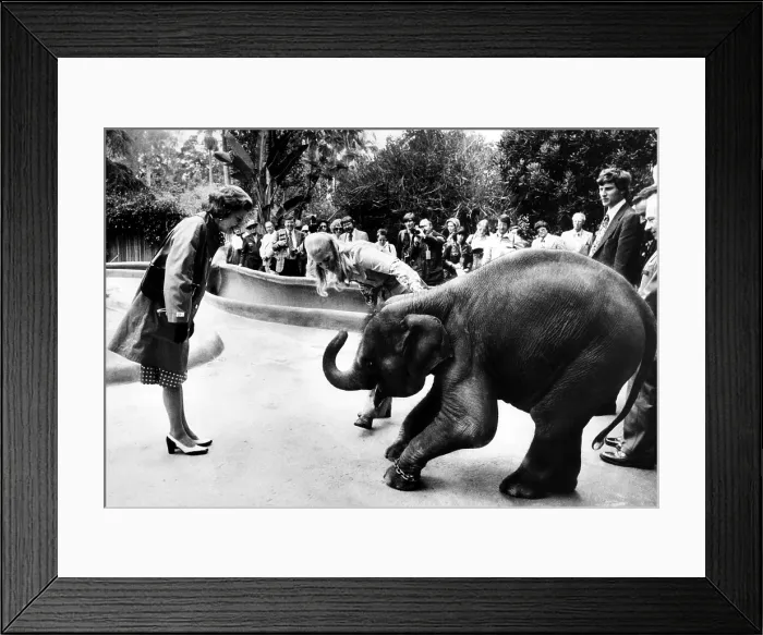 Framed Print : First Lady Betty Ford at the San Deigo Zoo, San Diego, California, June 17, 1975. Courtesy: CSU Archives / Everett Collection Framed Print : First Lady Betty Ford at the San Deigo Zoo, San Diego, California, June 17, 1975. Courtesy: CSU Archives / Everett Collection