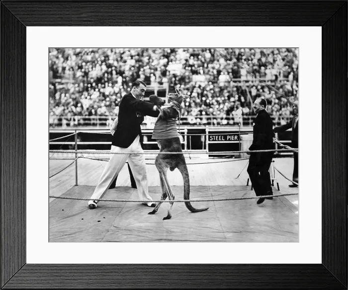 Framed Print : Heavyweight champion Primo Carnera with a boxing kangaroo in Atlantic City, 1933. Courtesy: CSU Archives / Everett Collection Framed Print : Heavyweight champion Primo Carnera with a boxing kangaroo in Atlantic City, 1933. Courtesy: CSU Archives / Everett Collection