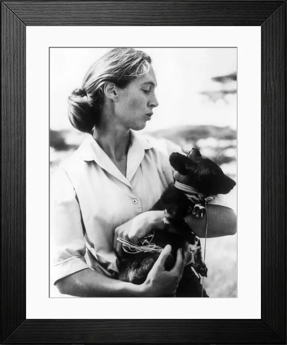 Framed Print : Jane Goodall. ca 1970s. Courtesy: CSU Archives / Everett Collection