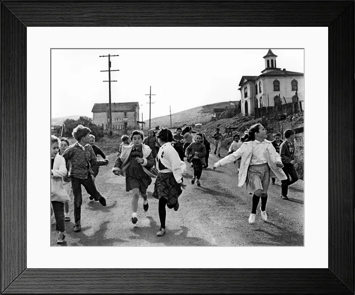 Framed Print : THE BIRDS, 1963 thebirds-fsc22(thebirds-fsc22)