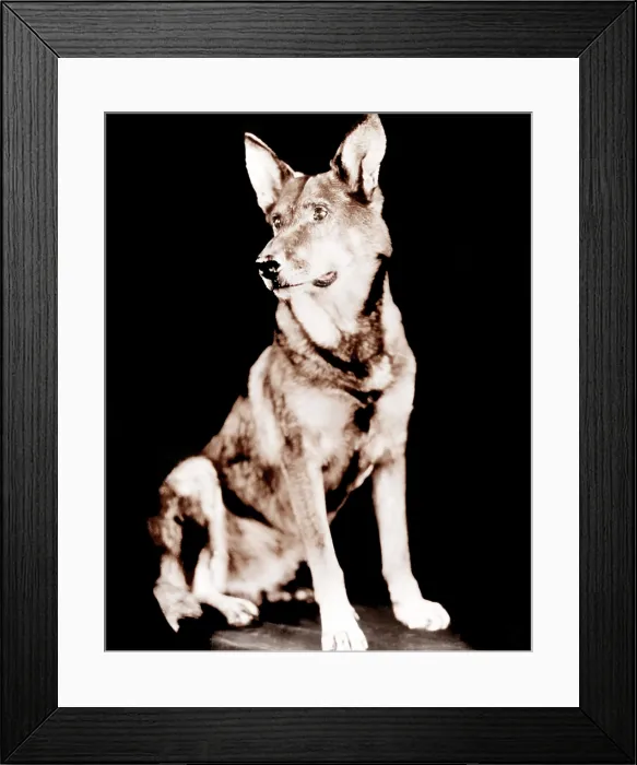 Framed Print : WHILE LONDON SLEEPS, Rin Tin Tin, 1926 Framed Print : WHILE LONDON SLEEPS, Rin Tin Tin, 1926
