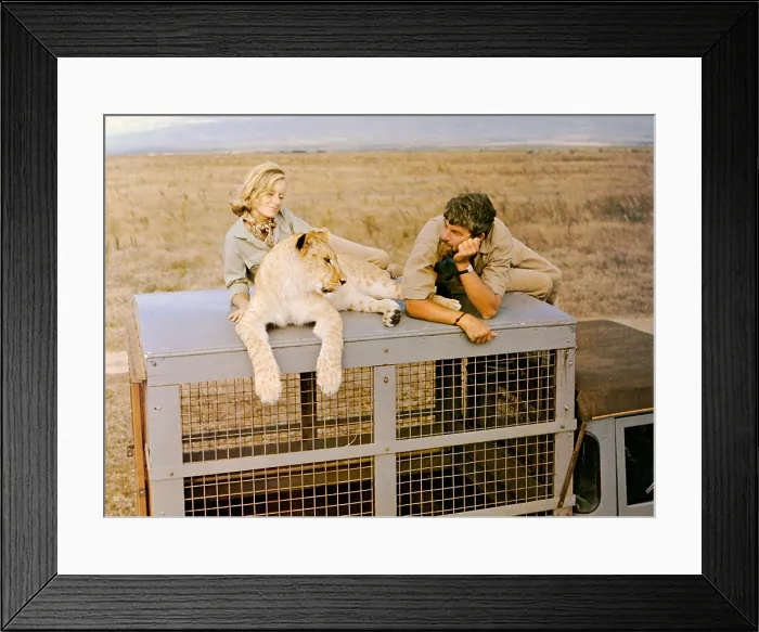 Framed Print : BORN FREE, Virginia McKenna, Elsa the lioness, Bill Travers, 1966 Framed Print : BORN FREE, Virginia McKenna, Elsa the lioness, Bill Travers, 1966