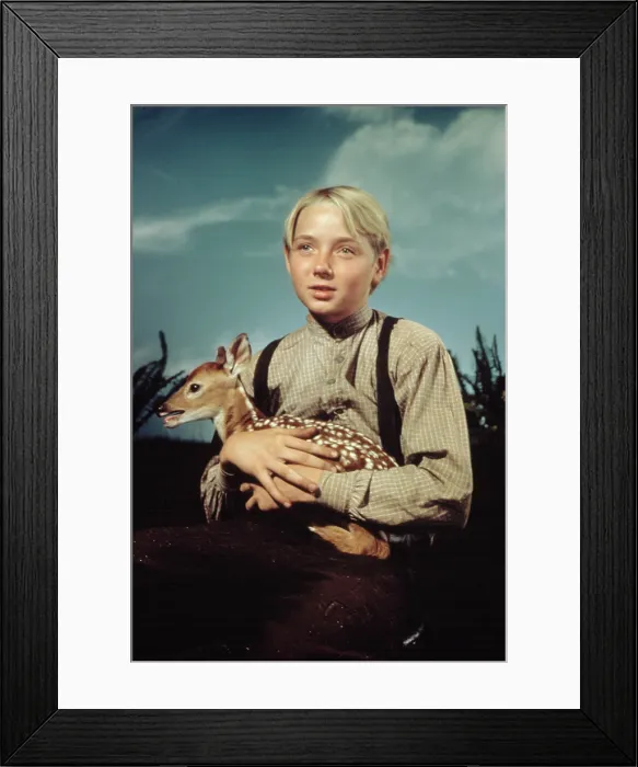 Framed Print : THE YEARLING, Claude Jarman, Jr. 1946 Framed Print : THE YEARLING, Claude Jarman, Jr. 1946