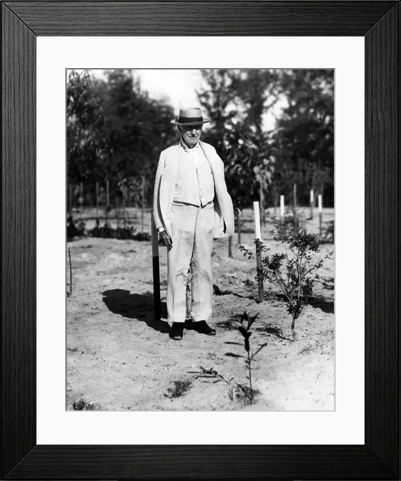 Framed Print : Thomas Edison experimenting with his rubber plant garden at his winter home in Fort Meyers, Florida. 01 / 18 / 29. Courtesy CSU Archives / Everett Collection