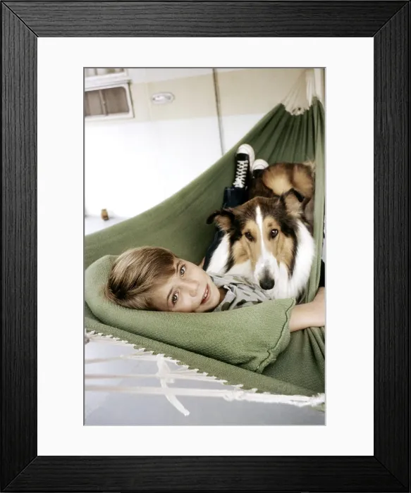 Framed Print : LASSIE, Jon Provost, with Lassie, (c. early 1960s), 1954-74 Framed Print : LASSIE, Jon Provost, with Lassie, (c. early 1960s), 1954-74