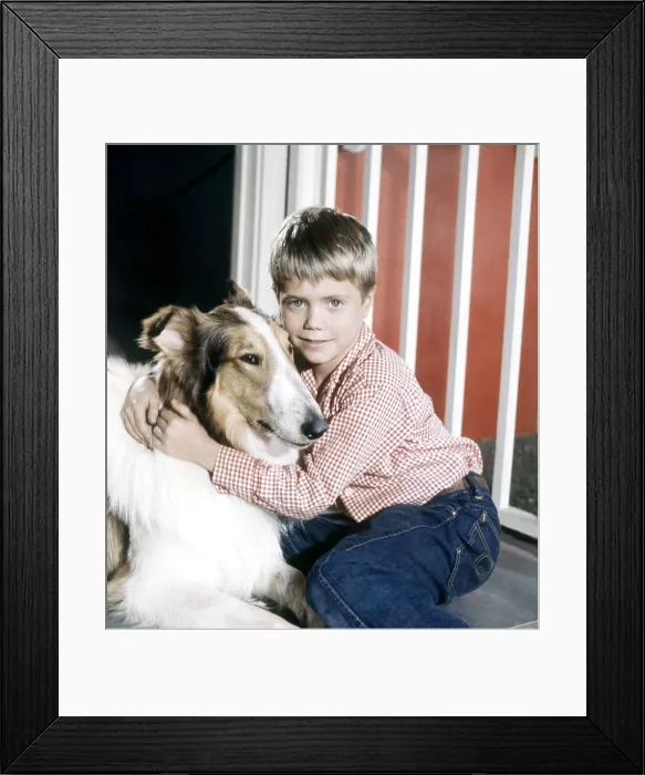 Framed Print : LASSIE, Jon Provost, with Lassie, 1954-74 (ca. late 1950s photo) Framed Print : LASSIE, Jon Provost, with Lassie, 1954-74 (ca. late 1950s photo)