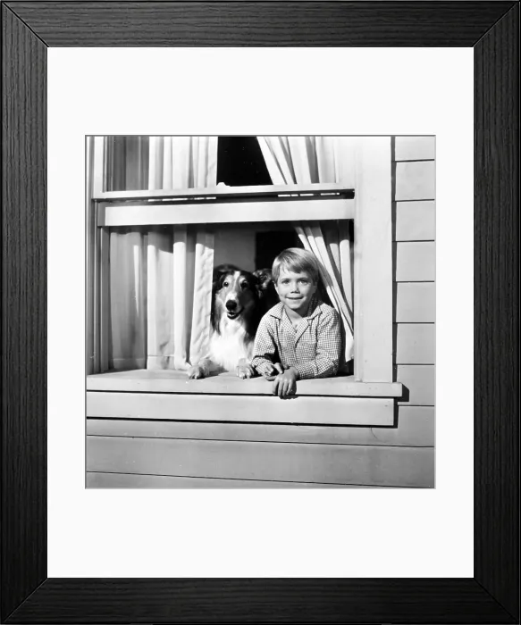 Framed Print : LASSIE, Jon Provost, with Lassie, 1954-1974 Framed Print : LASSIE, Jon Provost, with Lassie, 1954-1974