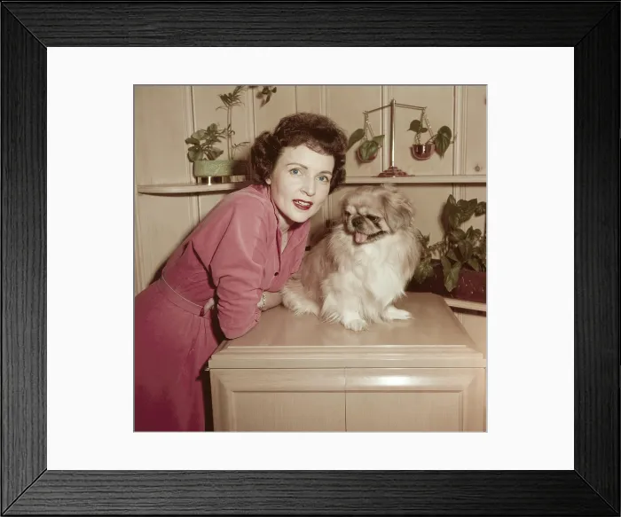 Framed Print : LIFE WITH ELIZABETH, from left: Betty White, Bandy (namesake of Bandy Productions), on-set, (1954), 1952-55 Framed Print : LIFE WITH ELIZABETH, from left: Betty White, Bandy (namesake of Bandy Productions), on-set, (1954), 1952-55