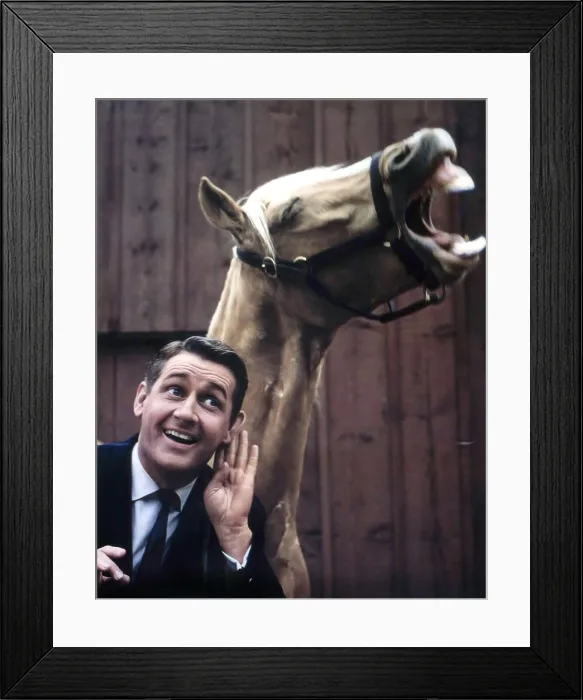Framed Print : MISTER ED, Alan Young, Mister Ed, 1958-66
