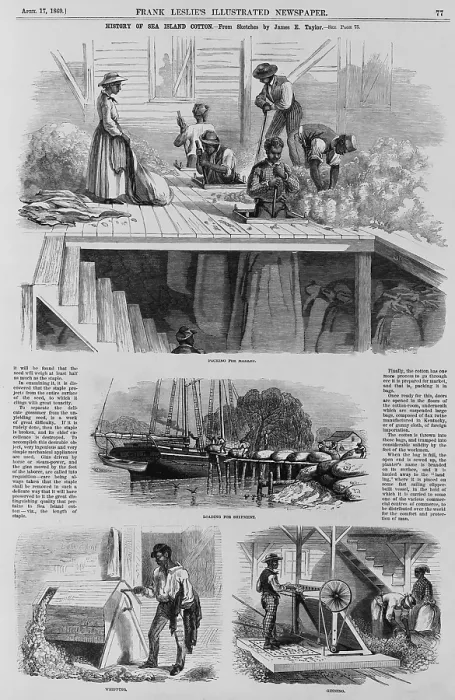 Framed Print : 1869 illustration show ex-slaves, now freedman, using their own weight to pack bales of Sea Island cotton for market