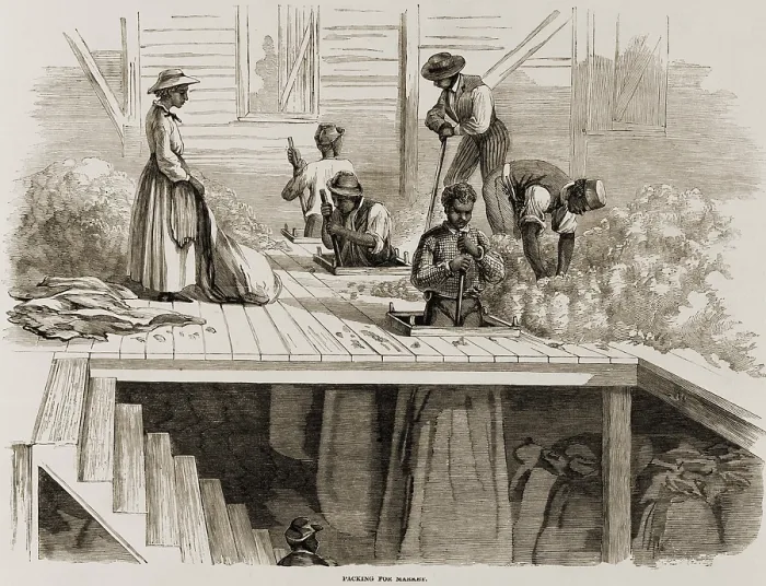 Framed Print : Four 1869 illustrations show processing of Sea Island cotton: packing for market, loading on ship, whipping, and ginning Framed Print : Four 1869 illustrations show processing of Sea Island cotton: packing for market, loading on ship, whipping, and ginning